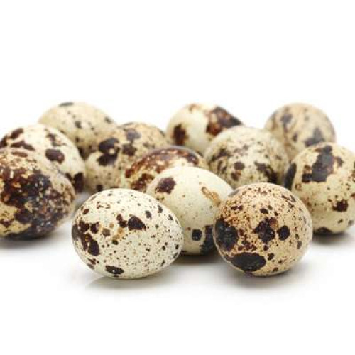 JC FRESH QUAIL EGG 15S