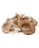 S.B.K OYSTER MUSHROOM 90G