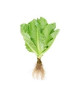 CHINESE LETTUCE 250G