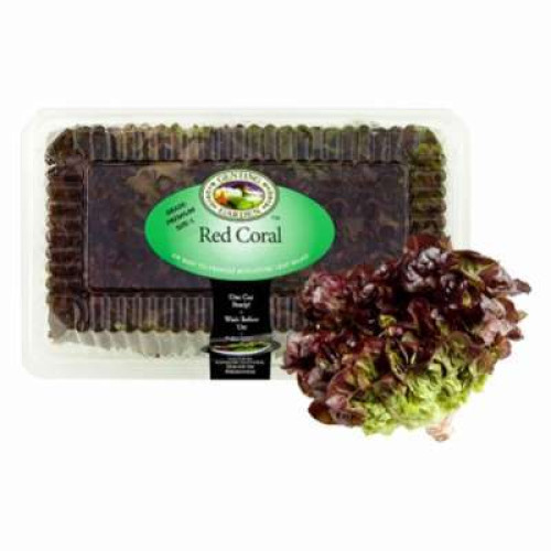 GENTING GARDEN RED CORAL LETTUCE 2PCS