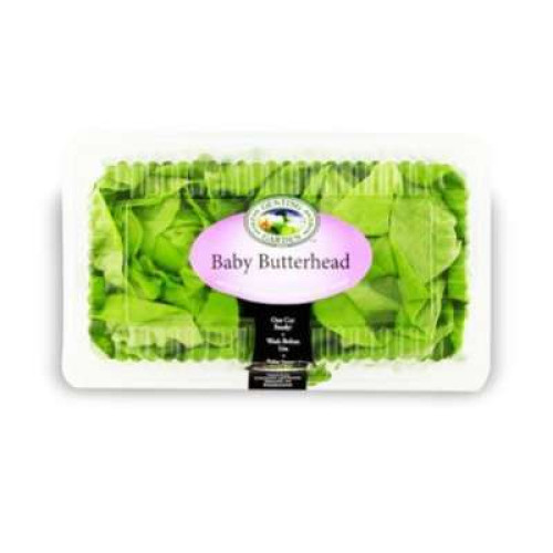 GENTING GARDEN BABY BUTTER HEAD LETTUCE 2PCS