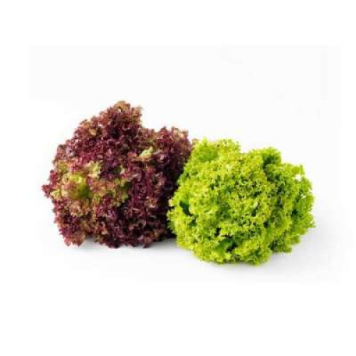 FINEST SELECTIONS MIX CORAL LETTUCE 200G - 220G