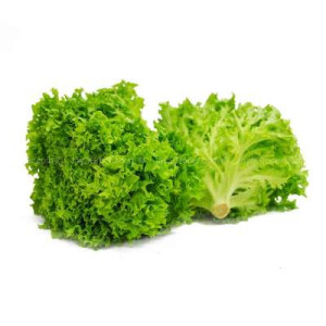 FINEST SELECTIONS GREEN CORAL LETTUCE 200G -220G FINEST SELECTIONS GREEN CORAL LETTUCE 200G -220G
