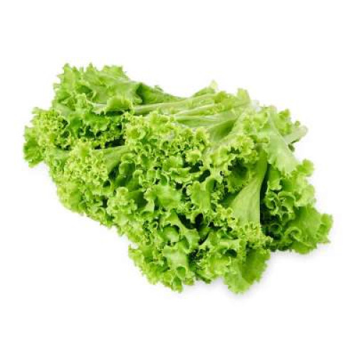 FINEST SELECTIONS GREEN CORAL LETTUCE 200G -220G