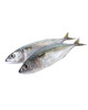 FINEST IKAN KEMBONG 1KG